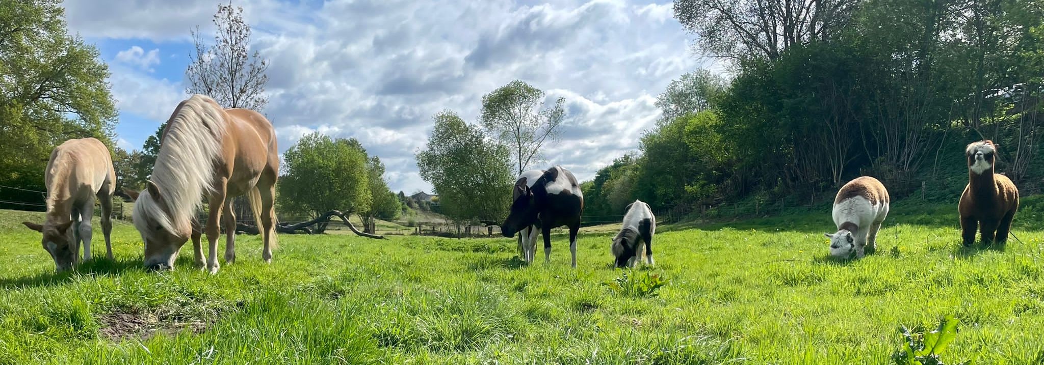 Pferde und Alpakas auf der Weide