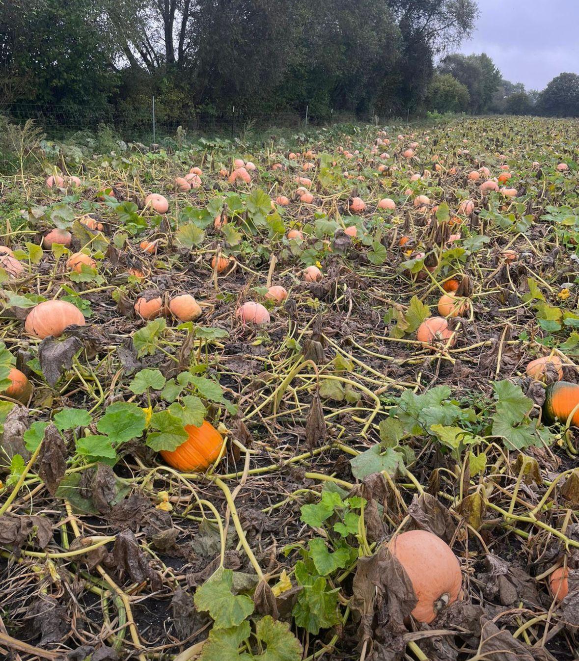 Kürbisfeld