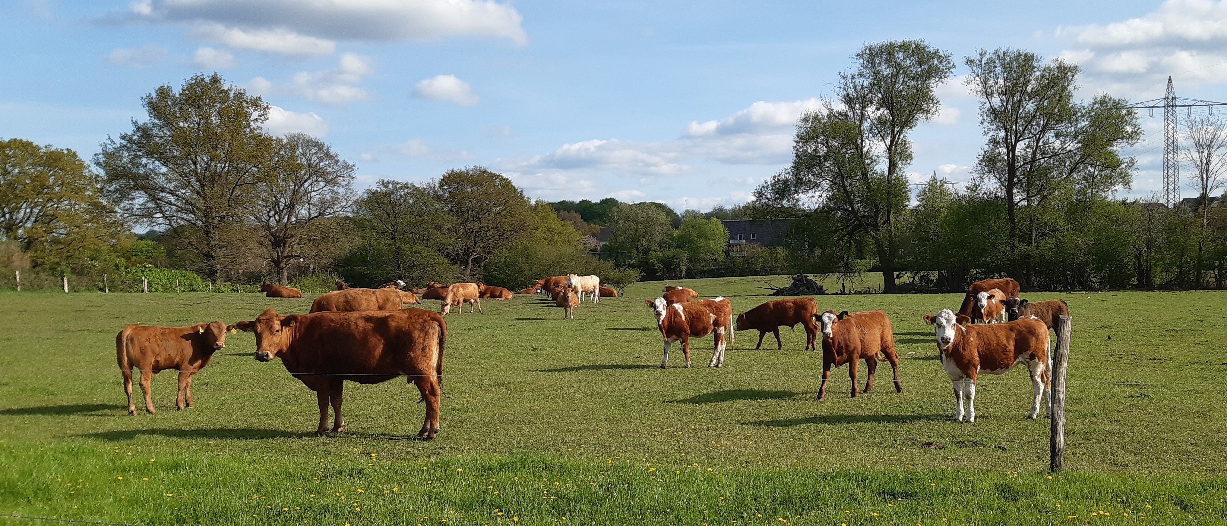 Rinder auf der Weide